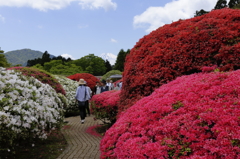 箱根のツツジ－６