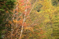 深秋に染まりゆく森