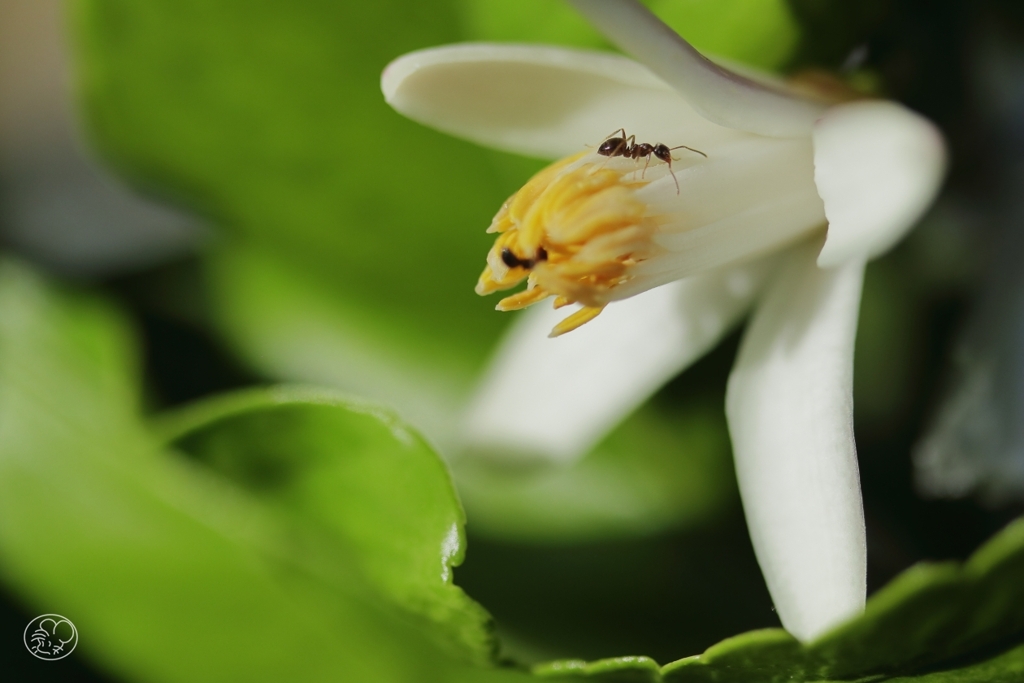 家の花　１０