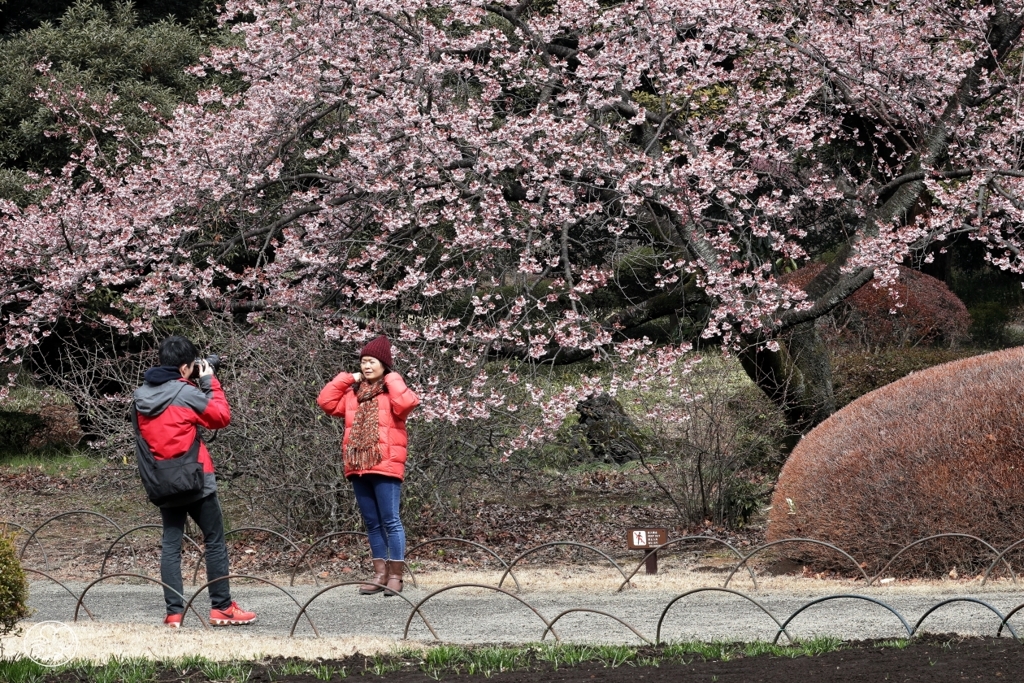 楽しむべし、桜の春を