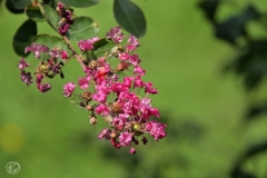 夏の花