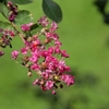 夏の花