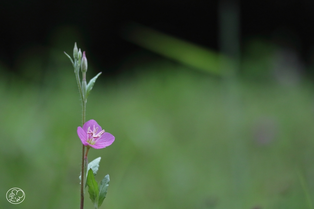 小さくても春の花　２７