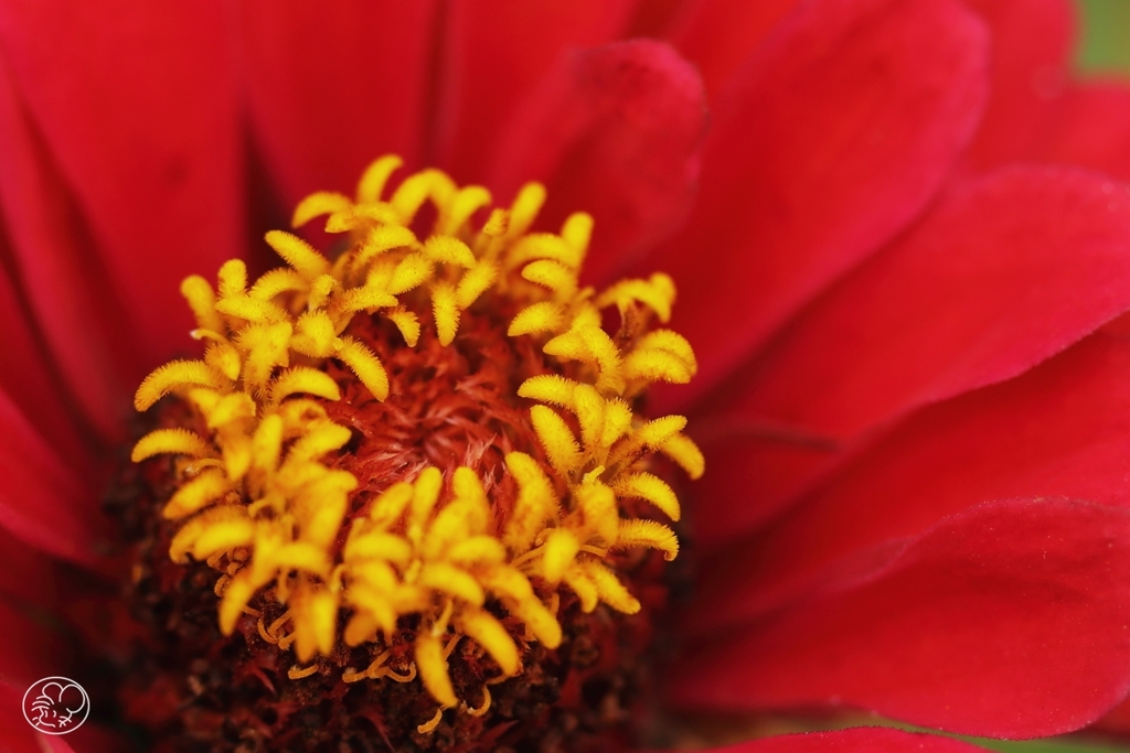 花芯