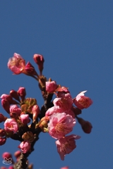 春の先駆け　３