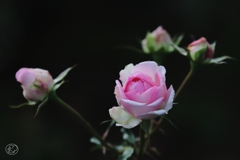 アダージョ アダージョ