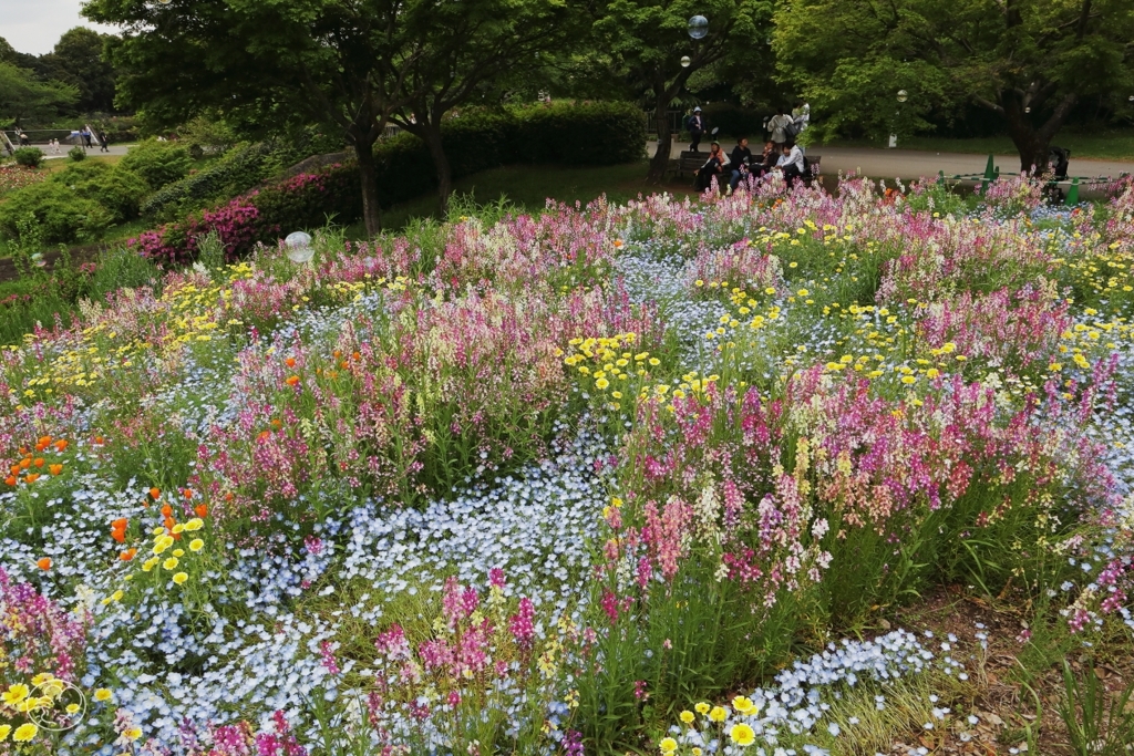 昭和記念公園　１６