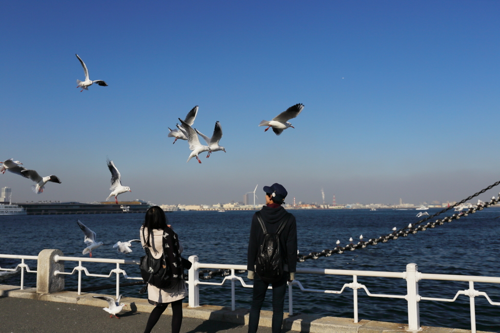 わー、来た来た