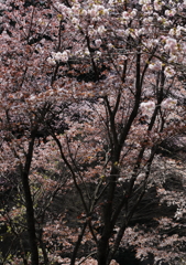 高尾の桜