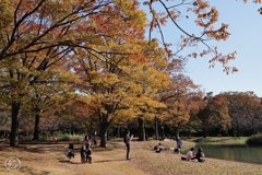 公園の秋 －１０