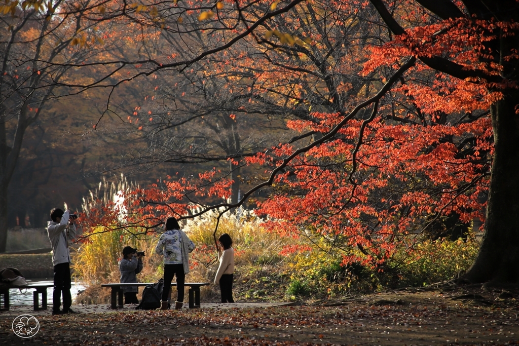 背景は秋の彩り