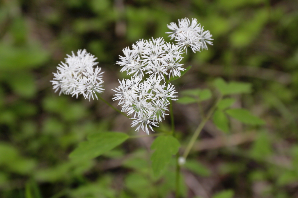 樹陰の花