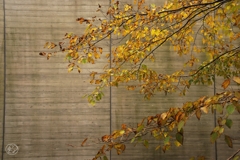 ポーラ美術館の紅葉　３