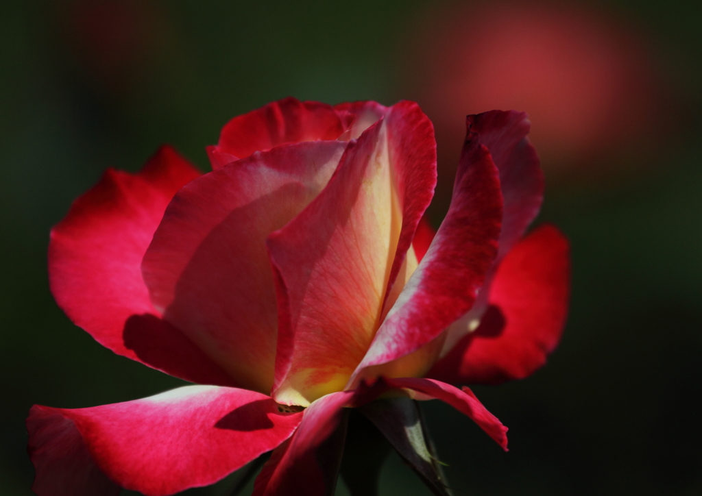 Double Delight－１