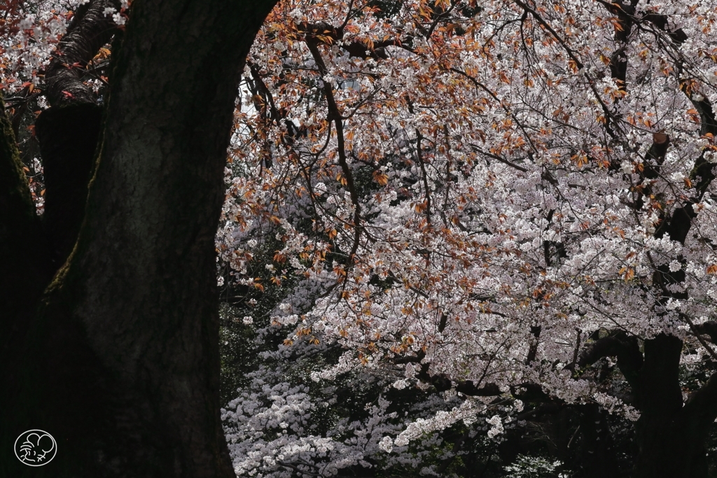 今年の桜　５