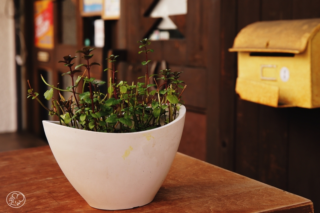 ミントでお出迎え