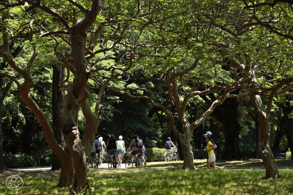 公園の木陰