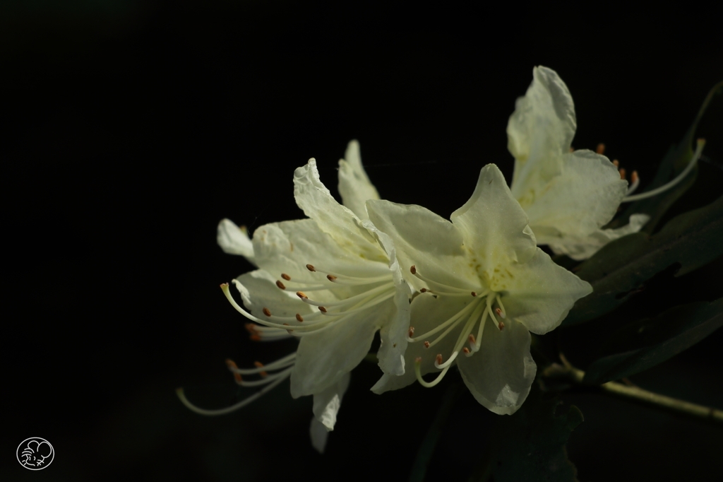 築山を 覆いて咲ける 花々に ヒカゲツツジの ゆかしき姿  