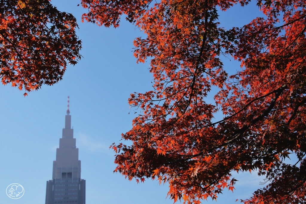 上の池の楓　１