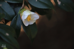 日陰がおにあい