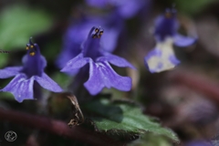 足元の花　１