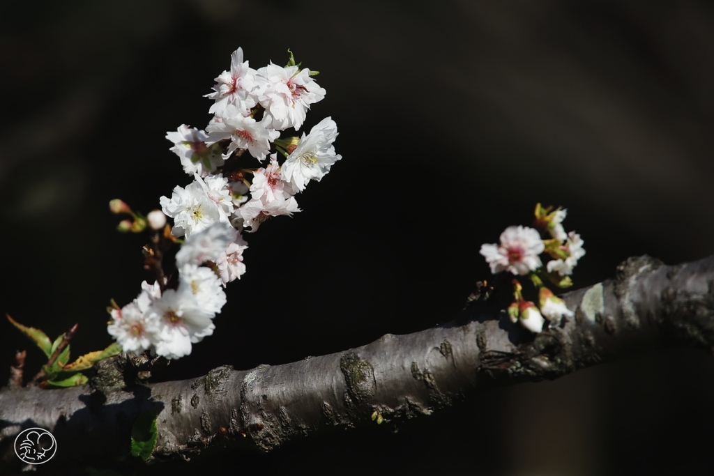 冬の桜