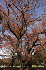 公園の紅葉　１