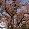 公園の紅葉　１