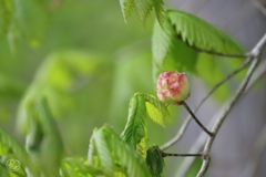 何の花？