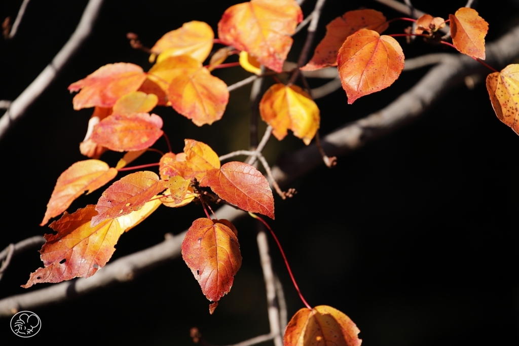 御苑の紅葉 －１４