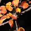 御苑の紅葉 －１４