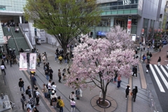 新宿さくらスクエア　１