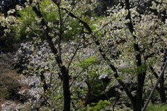 桜に緑－３