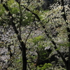 桜に緑－３