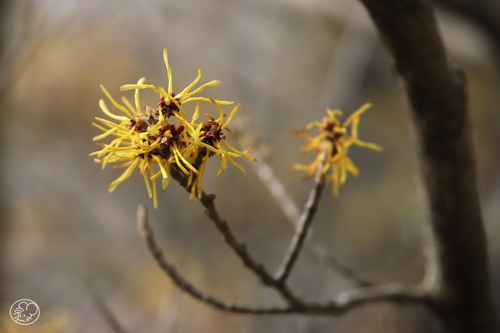 公園の春の花　６