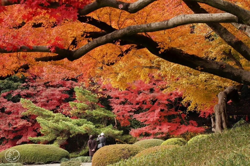 御苑の紅葉 －２