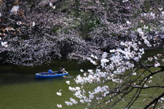 楽春観桜