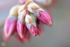 ブルーベリー－２