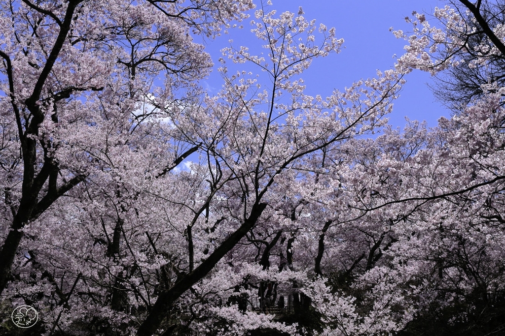 今年の桜も良い桜