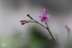 ひつじどきの花