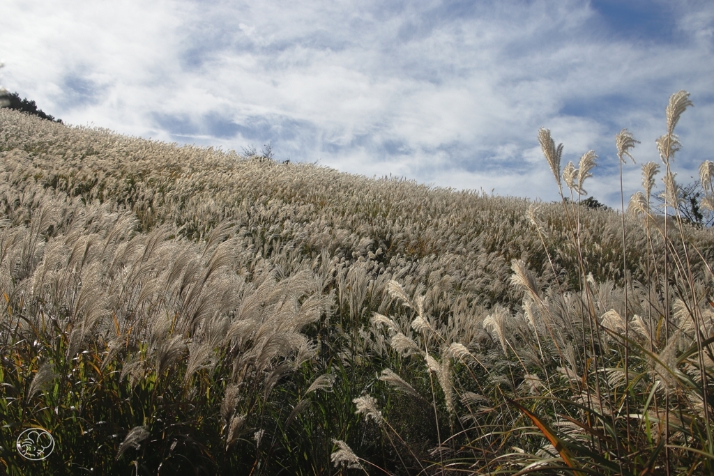 箱根仙石原　３