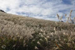 箱根仙石原　３