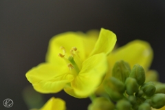 菜の花