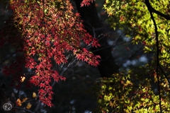 森の紅葉