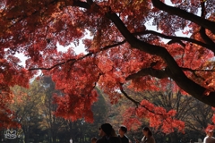 公園の紅葉　２