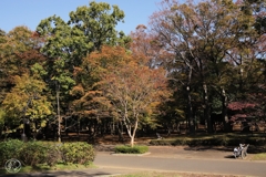 公園の秋 －２