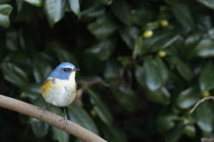 ルリビタキ－３