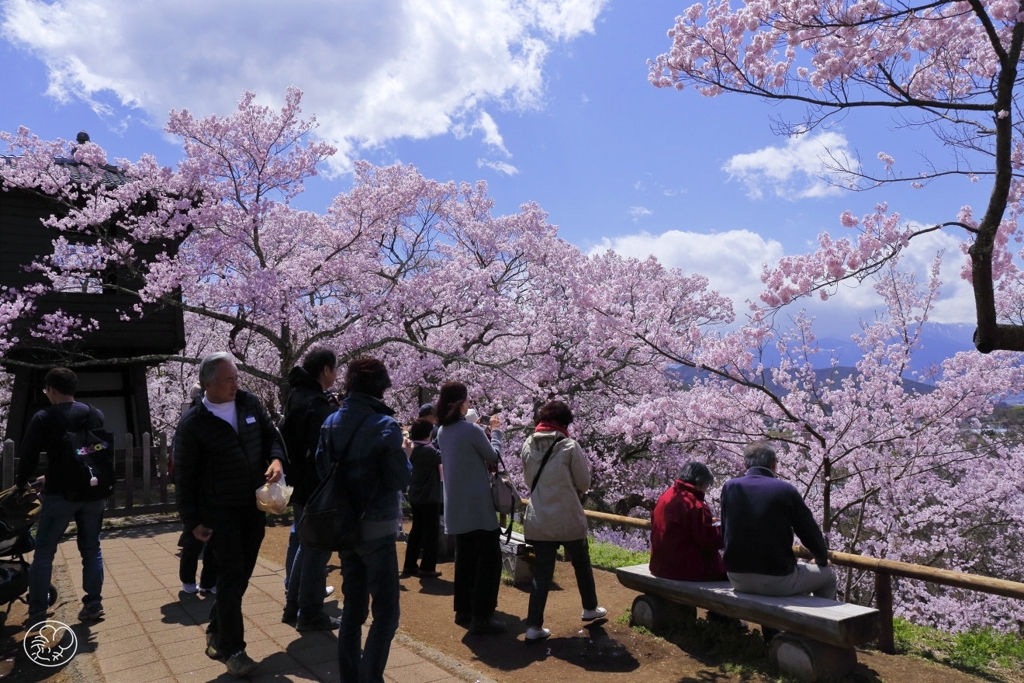 高遠の桜 －９