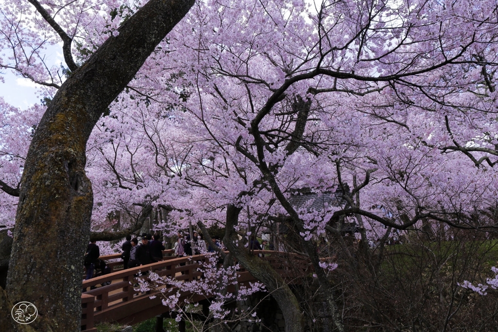 高遠の桜 －２