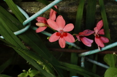 咲いてこその花なれば